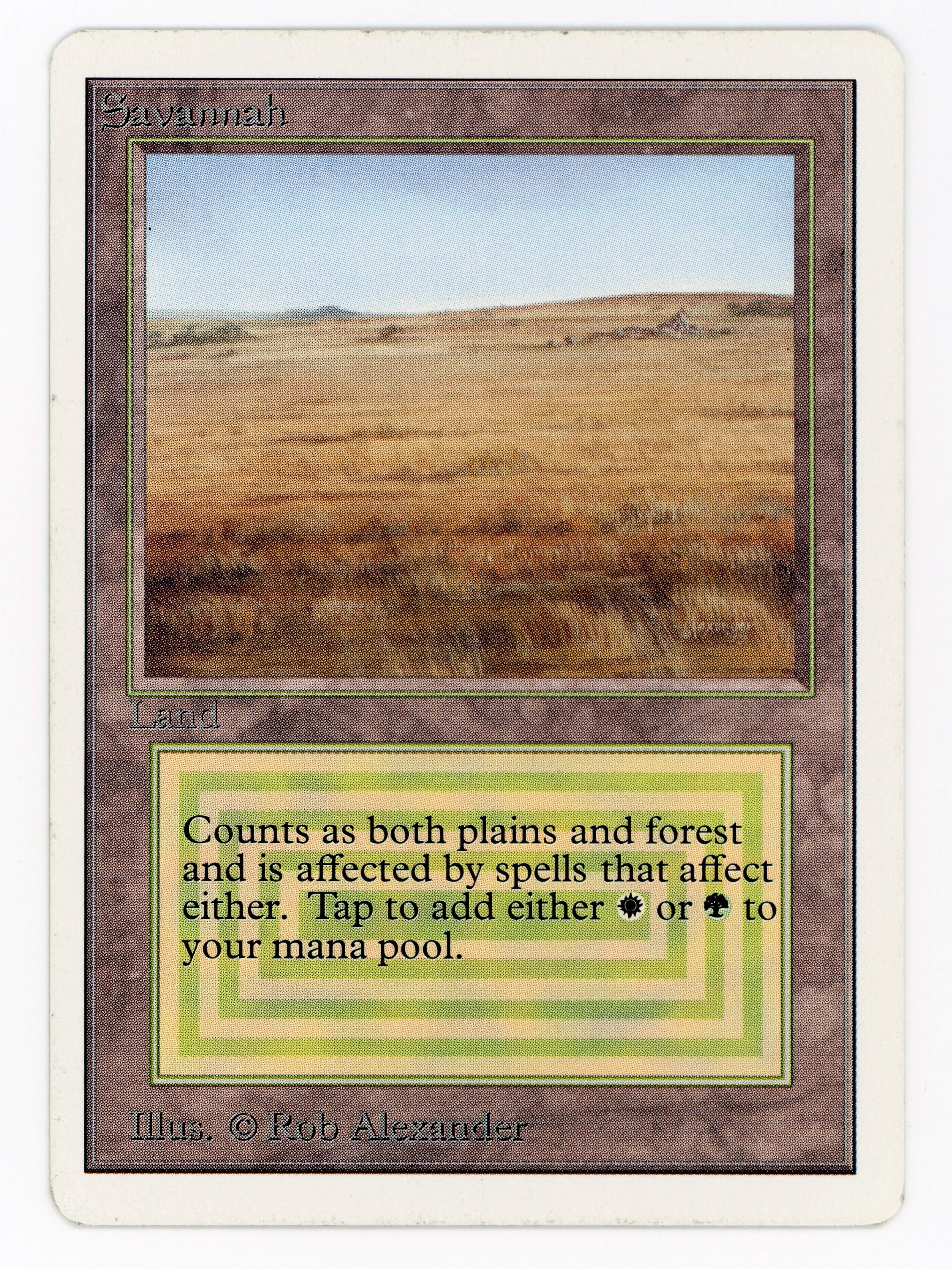 Savannah - Scan 13670