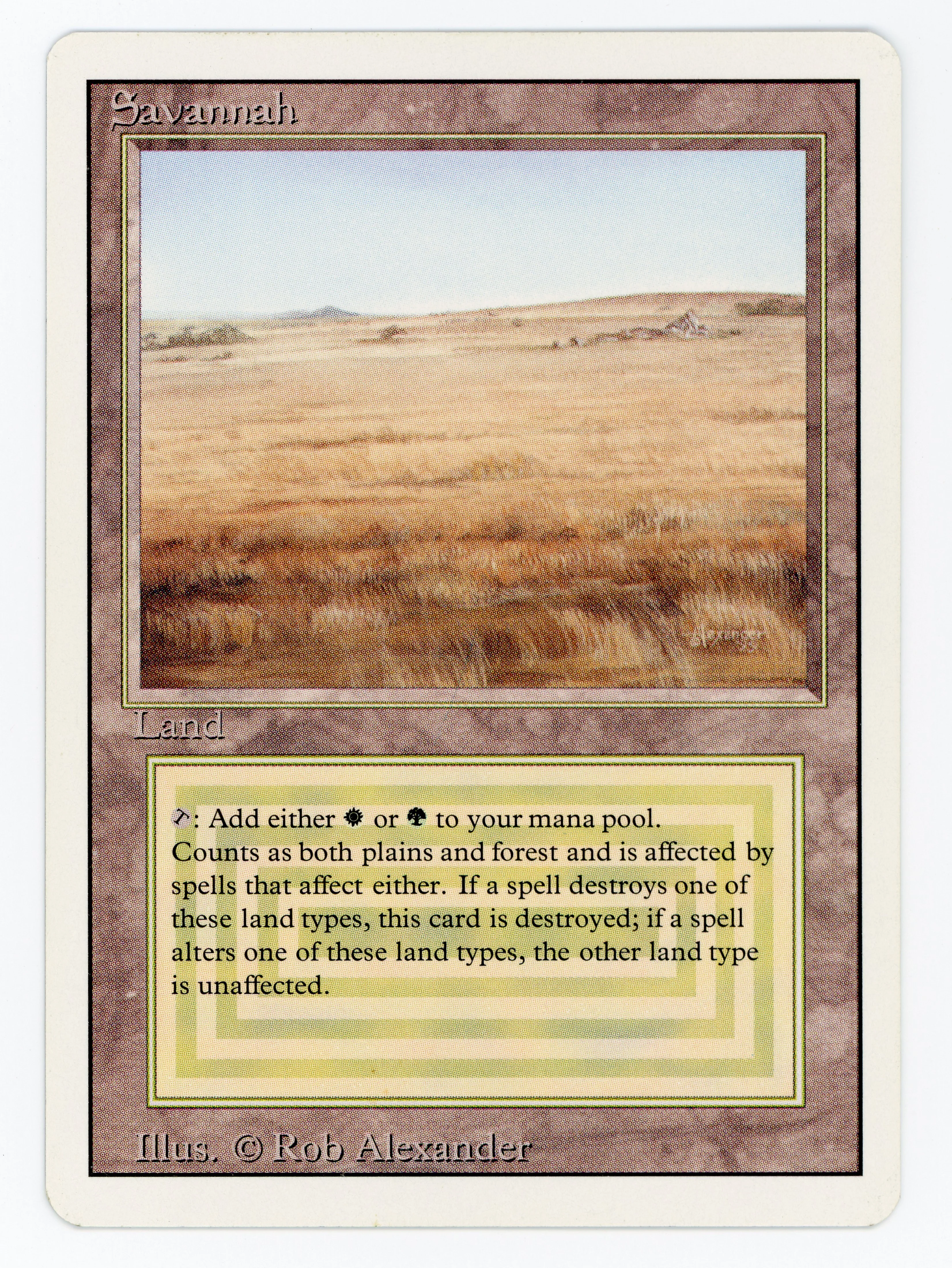 Savannah - Scan 15284