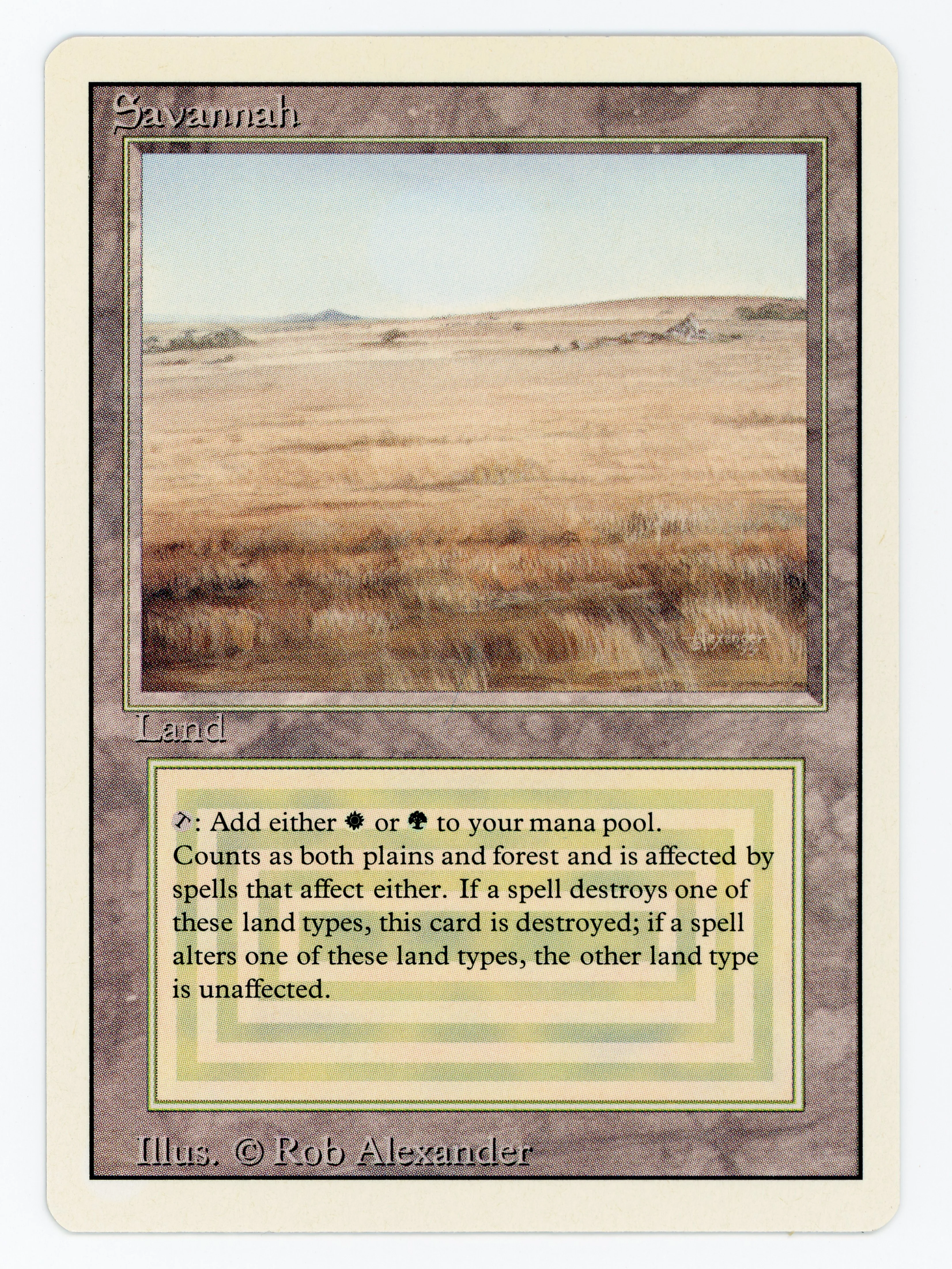 Savannah - Scan 15371